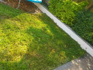 WE SUPPLY KIKUYU GRASS BUFFALO GRASS LM BEREA GRASS AND CYNODON GRASS