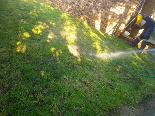 WE SUPPLY KIKUYU GRASS BUFFALO GRASS LM BEREA GRASS AND CYNODON GRASS