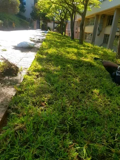 WE SUPPLY KIKUYU GRASS BUFFALO GRASS LM BEREA GRASS AND CYNODON GRASS