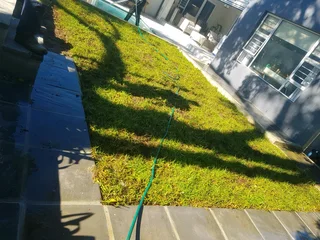 WE SUPPLY KIKUYU GRASS BUFFALO GRASS LM BEREA GRASS AND CYNODON GRASS