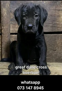 Big great dane cross boela puppies