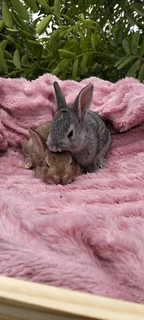 Gorgeous bunnies