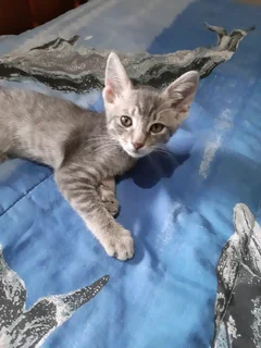 Cute kitten