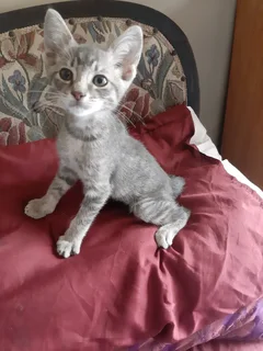 Cute kitten