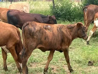 56 Dorper Sheeps for Sales  / Lobola @R3100  Males / Females