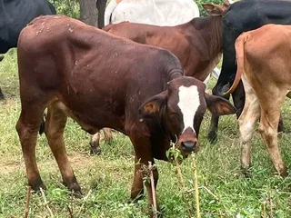 56 Dorper Sheeps for Sales  / Lobola &#64;R3100  Males / Females