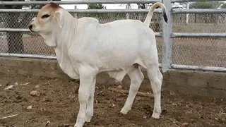 56 Dorper Sheeps for Sales  / Lobola &#64;R3100  Males / Females