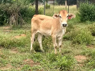 56 Dorper Sheeps for Sales  / Lobola &#64;R3100  Males / Females