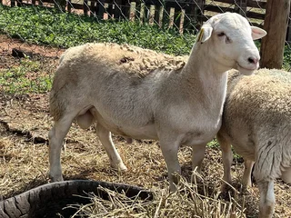 56 Dorper Sheeps for Sales  / Lobola &#64;R3100  Males / Females