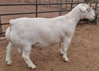 20 Nguni Heifers&#39; age  12 Months &#64; R4900 including Vat