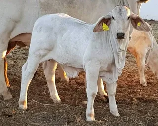 20 Nguni Heifers&#39; age  12 Months &#64; R4900 including Vat