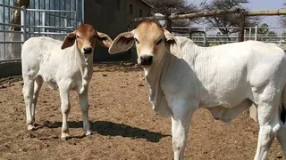 20 Nguni Heifers&#39; age  12 Months &#64; R4900 including Vat