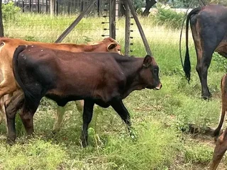 20 Nguni Heifers&#39; age  12 Months &#64; R4900 including Vat