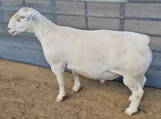 20 Nguni Heifers&#39; age  12 Months &#64; R4900 including Vat