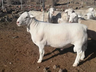 20 Nguni Heifers&#39; age  12 Months &#64; R4900 including Vat