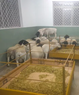 20 Nguni Heifers&#39; age  12 Months &#64; R4900 including Vat