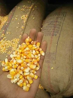 Yellow maize and sugar beans 50kgs  for sales