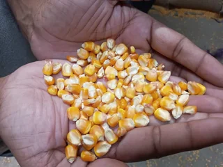 Yellow maize and sugar beans 50kgs  for sales