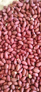 Yellow maize and sugar beans 50kgs  for sales