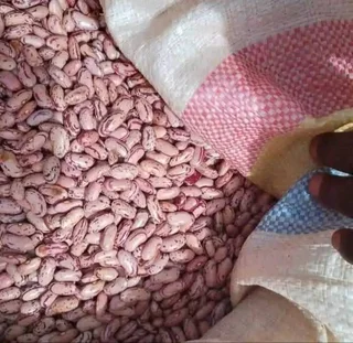 Yellow maize and sugar beans 50kgs  for sales