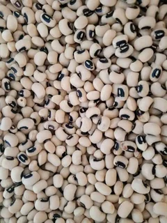 Yellow maize and sugar beans 50kgs  for sales