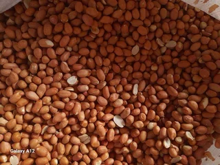 Yellow maize and sugar beans 50kgs  for sales