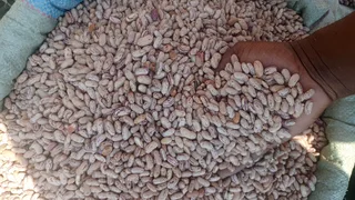 Yellow maize and sugar beans 50kgs  for sales