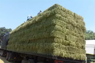 Lucerne bales and Erogratic grass for sale 25kg and 50kg and 250Kgs