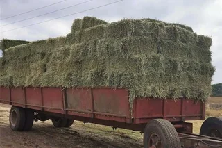 Lucerne bales and Erogratic grass for sale 25kg and 50kg and 250Kgs