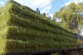 Lucerne bales and Erogratic grass for sale 25kg and 50kg and 250Kgs