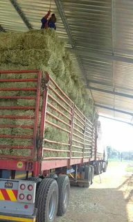 Lucerne bales  for sales 25Kgs And 50Kgs