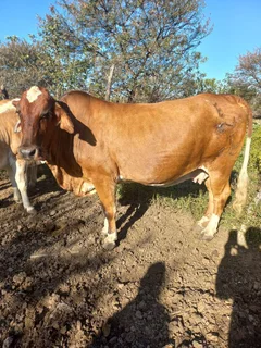 18 Nguni cows And 10 Brahman  heifers And 40 Boer goats