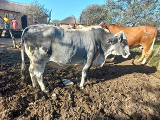 18 Nguni cows And 10 Brahman  heifers And 40 Boer goats