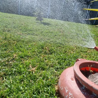 WE SUPPLY KIKUYU GRASS BUFFALO GRASS LM BEREA GRASS AND CYNODON GRASS