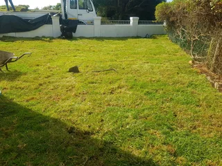 We supply kikuyu grass buffalo grass Lm berea grass and cynodon grass