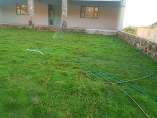 We supply kikuyu grass buffalo grass Lm berea grass and cynodon grass