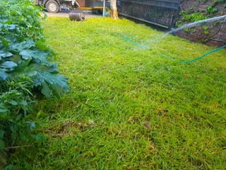 WE SUPPLY KIKUYU GRASS BUFFALO GRASS LM BEREA GRASS AND CYNODON GRASS