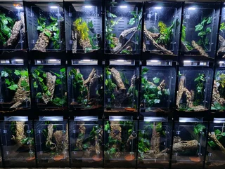 Reptile enclosures