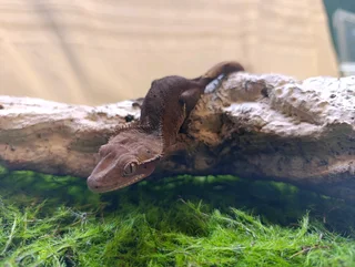 Crested gecko