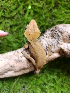 Female Crested geckos