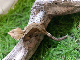 Female Crested geckos