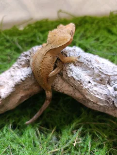 Female Crested geckos