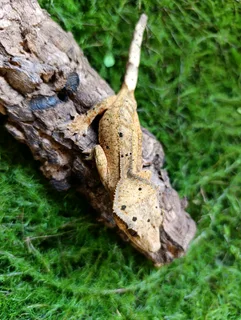 Female Crested geckos