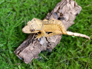 Female Crested geckos
