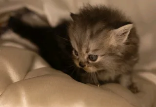 Persian kittens