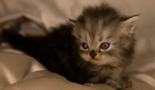 Persian kittens