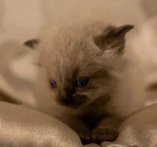 Raggdoll female kitten