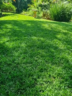 CHEAPEST INSTANT LAWN FRESH GRASS FROM THE FARM 