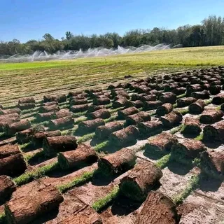 CHEAPEST INSTANT LAWN FRESH GRASS FROM THE FARM 