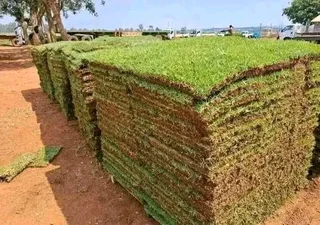 CHEAPEST INSTANT LAWN FRESH GRASS FROM THE FARM 